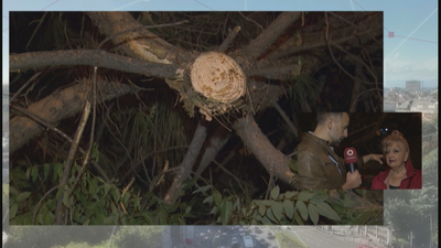 Vecinos de Virgen del Cortijo denuncian el mal estado de los árboles del barrio