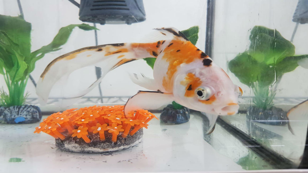 Multado por abandonar a su pez en una residencia