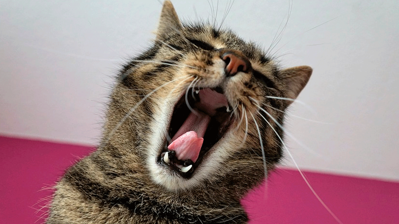 Decir palabrotas es bueno para la salud