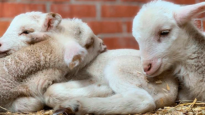 Una segunda oportunidad para ellos