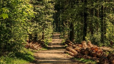¿Cómo puedo ser agente forestal en Madrid?