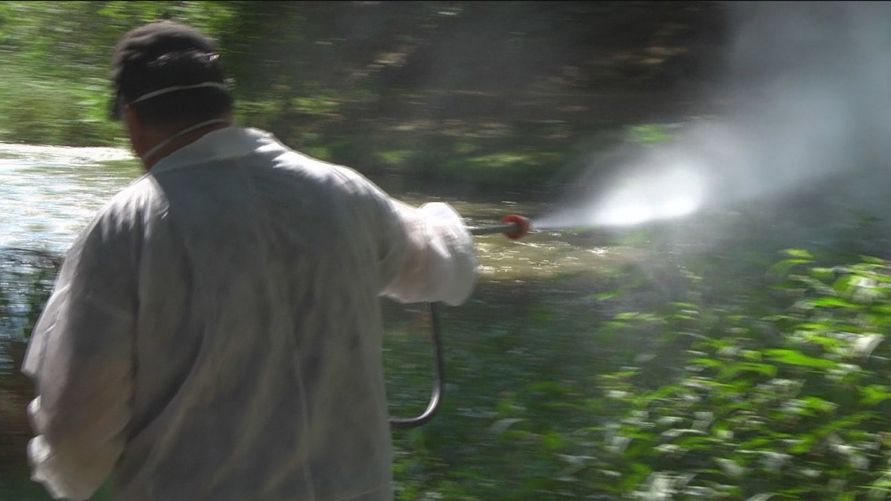 Aranjuez fumiga las riberas del Tajo para acabar con la molesta mosca negra
