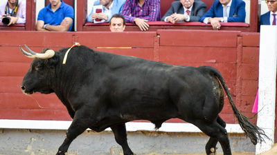 San Isidro sin figuras, la quimera de toros como Garabito I