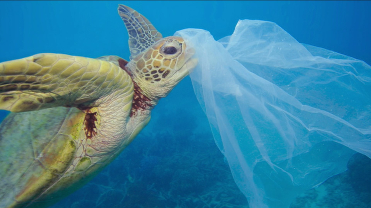 Reclaman un Tratado global  y establecer medidas para proteger los océanos