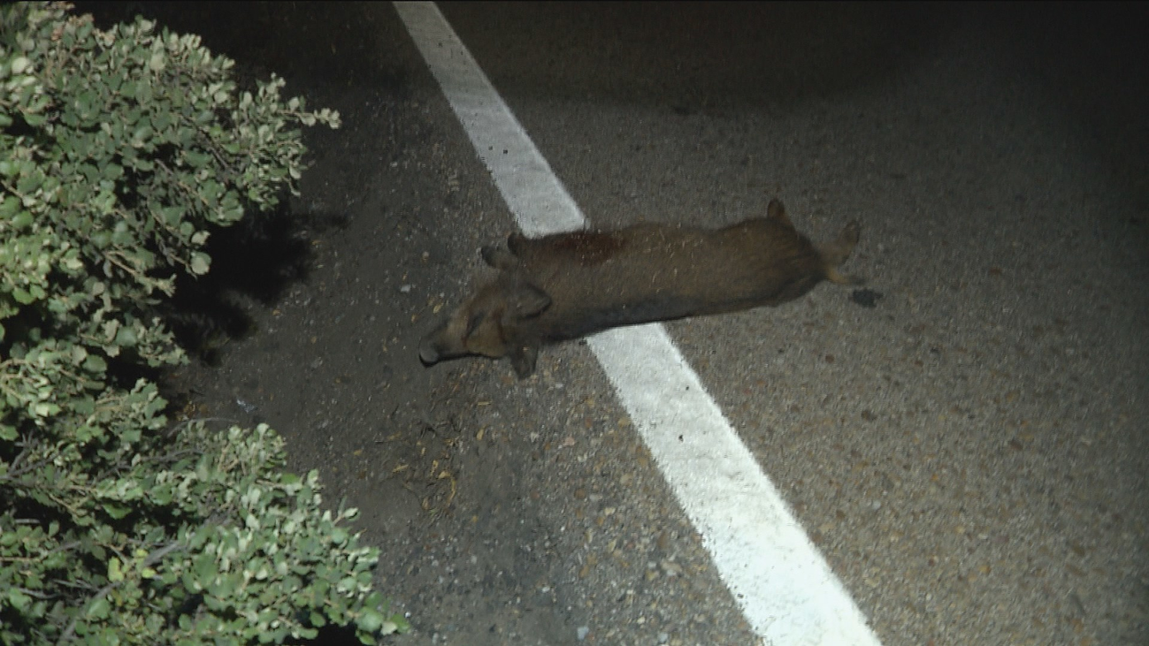 Peligro en las carreteras de Madrid por la presencia de zorros y jabalíes