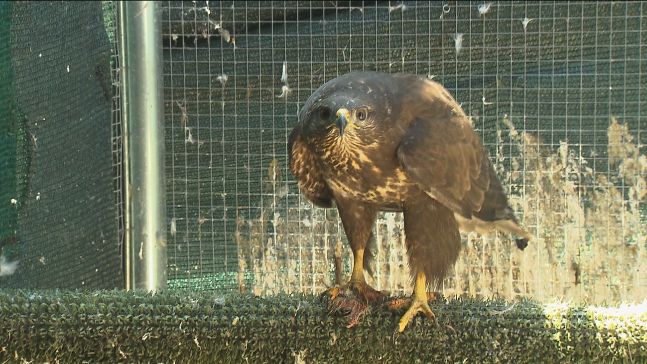 Ratonera, un aguila que 'adopta' a numerosos polluelos