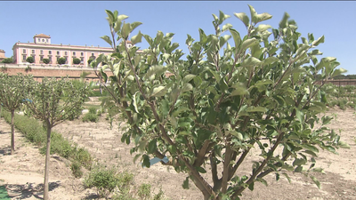 Visitas teatralizadas y música en las huertas del palacio de Boadilla