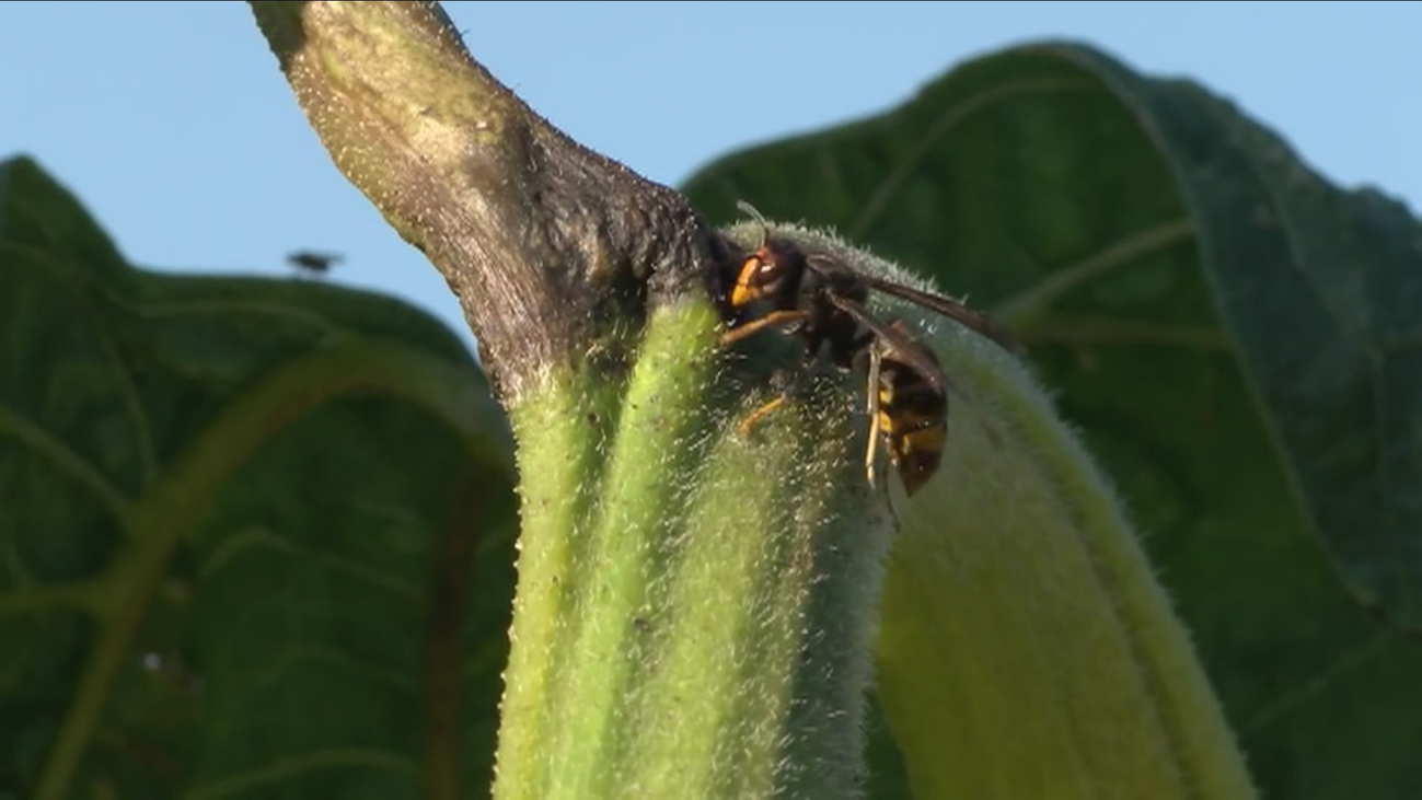 La temida avispa asiática podría llegar a Madrid en dos años