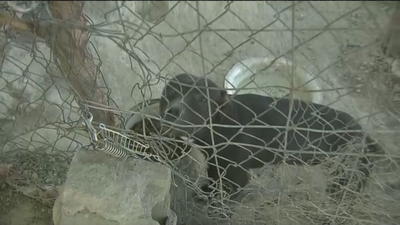 Mascotas abandonadas en la Cañada Real, víctimas de los realojos