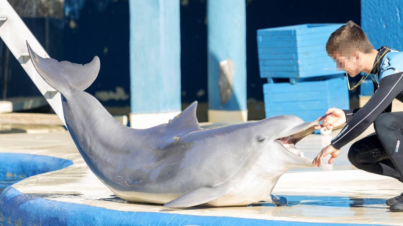 Los delfines del Zoo Aquarium de Madrid, ¿maltratados?