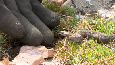 Mi cámara y yo: Dame veneno