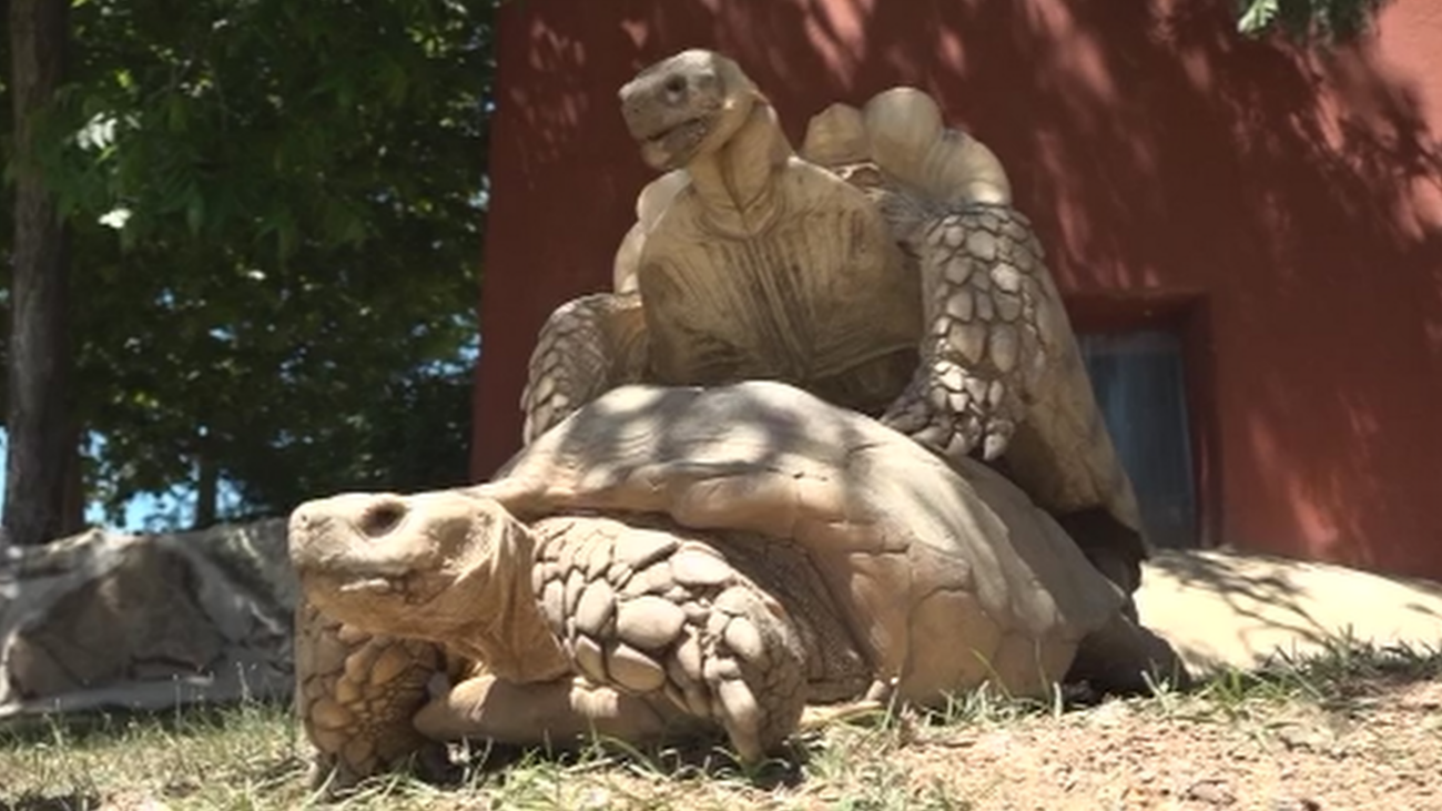 Así esterilizan a especies invasoras como la tortuga de Florida