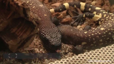 Mi Cámara y yo se adentra en el mundo de los venenos