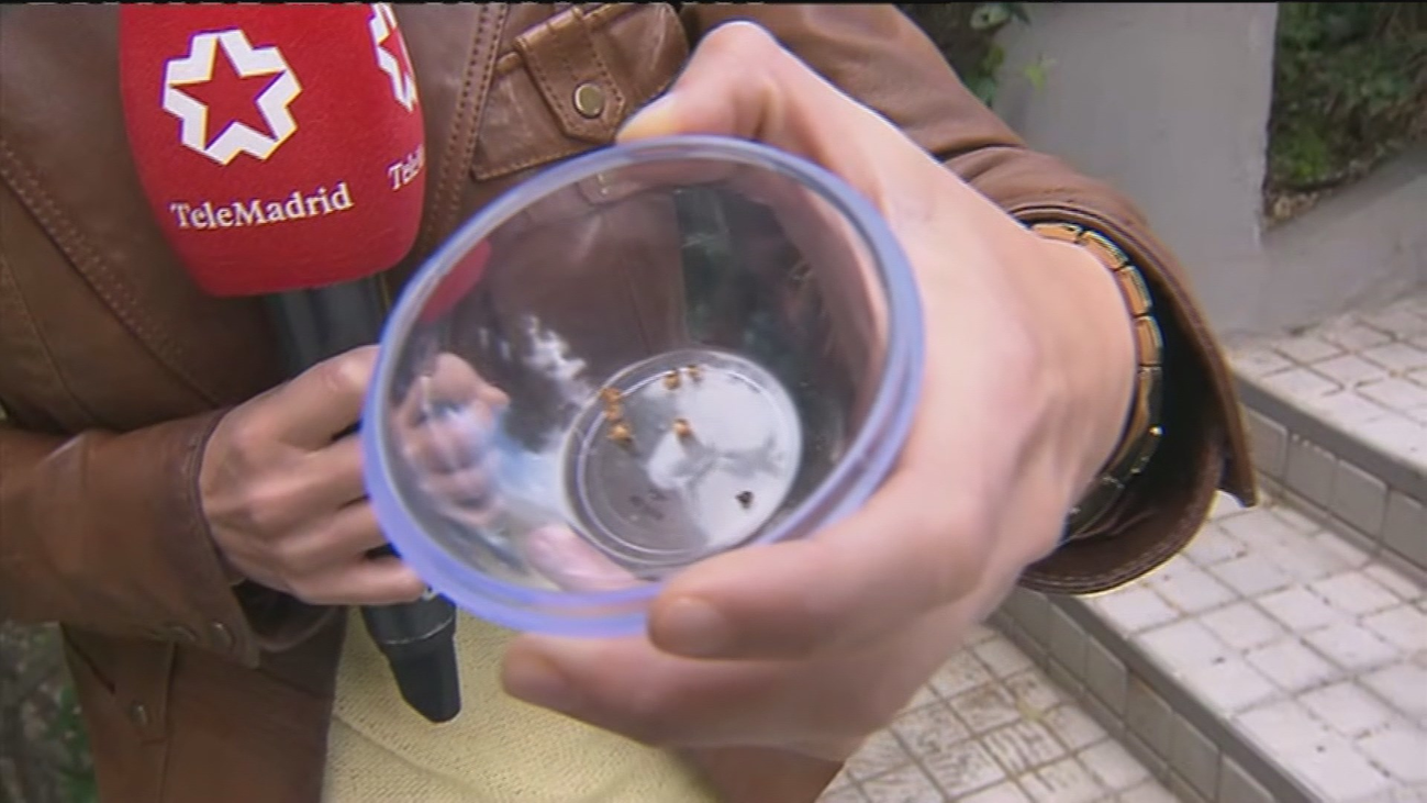 Plaga de chinches en Madrid