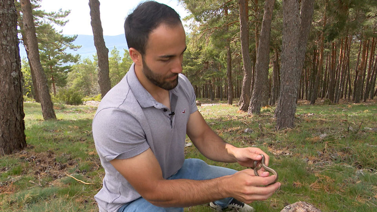 Veneno cien por cien madrileño