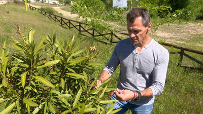 El veneno y la brujería