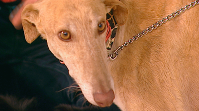 Uma y Joy buscan hogar