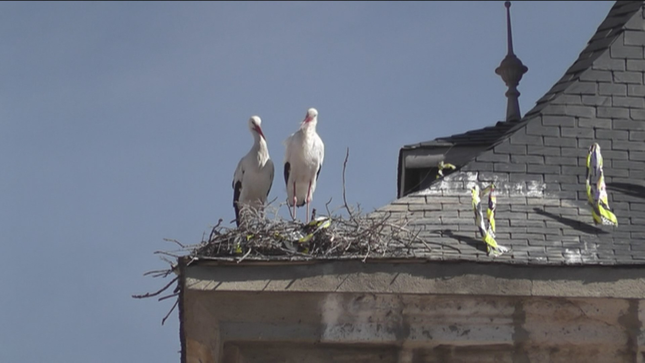 Retiran un nido de cigüeñas que llevaba 300 años en un Iglesia de Torrejón de Ardoz