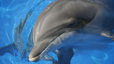 Ecologistas en Acción se suma a la denuncia por posible maltrato a los delfines del Zoo de Madrid