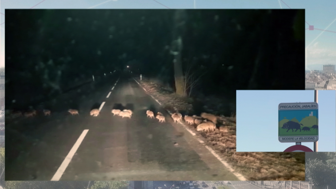 Los ayuntamientos madrileños comienzan a tomar medidas contra la sobrepoblación de jabalíes