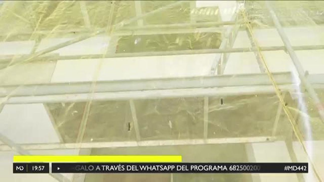 Madrid Directo 17.06.2019