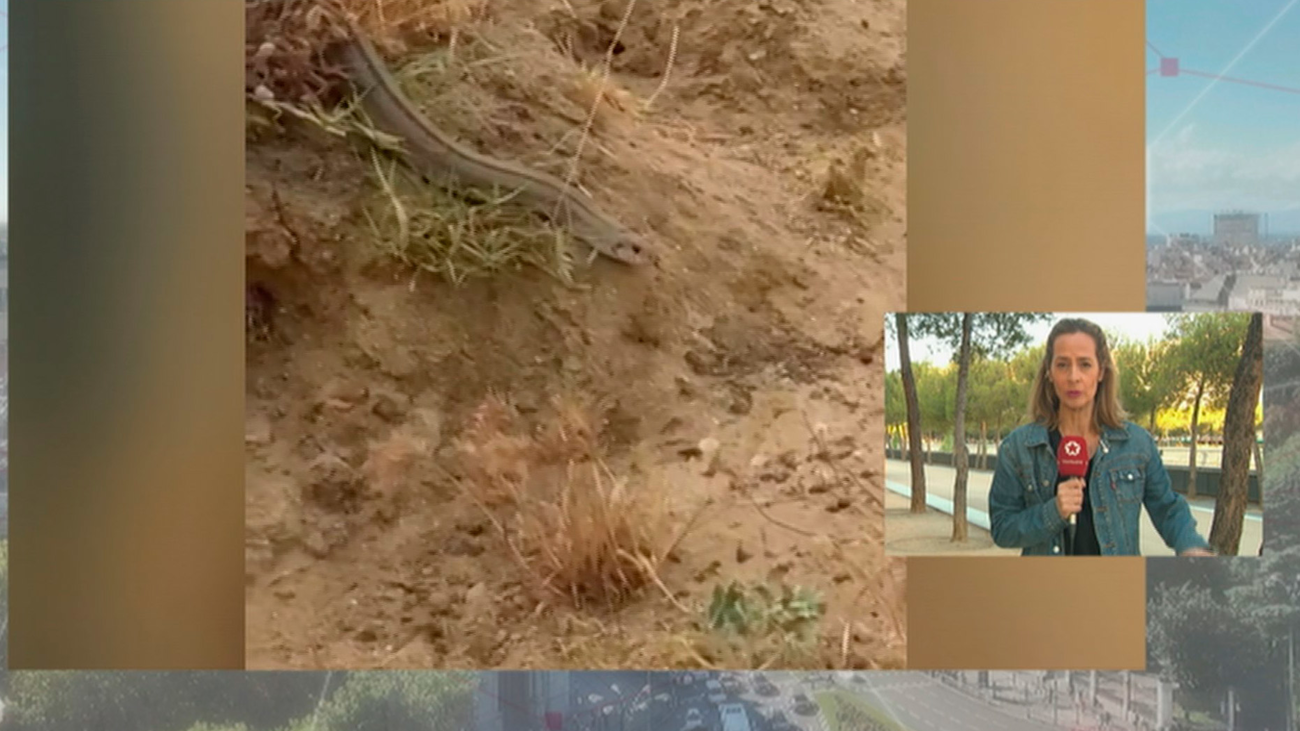 Encuentran en Parla una culebra inofensiva de grandes dimensiones