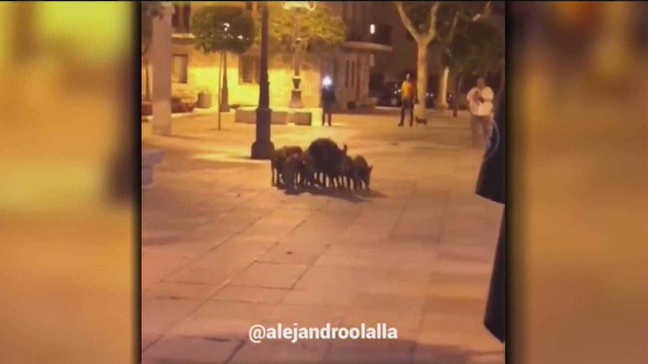 Una familia de jabalíes se pasea por el centro de Torrelodones