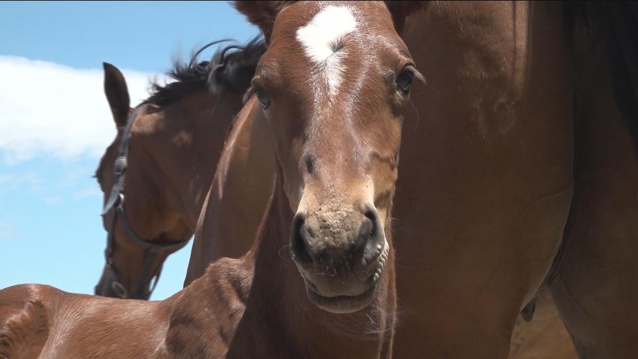 Así nacía el potro más famoso de Guadalix de la Sierra