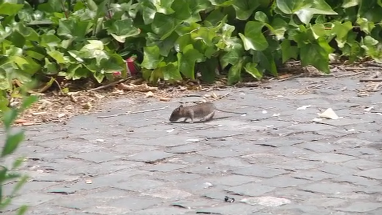 Invasión de ratas gigantes en Valdezarza
