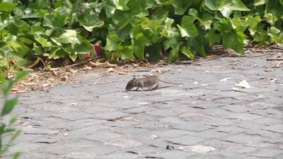 Invasión de ratas gigantes en Valdezarza
