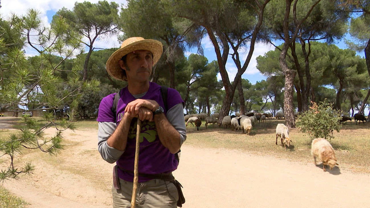 Un rebaño en plena ciudad