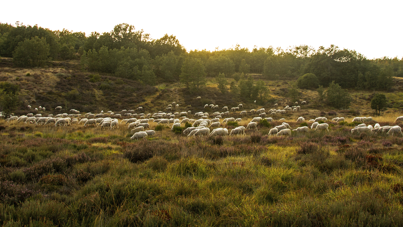 Las 'ovejas bombero’ luchan para prevenir los incendios