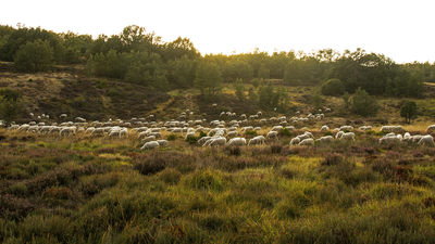 Las 'ovejas bombero’ luchan para prevenir los incendios