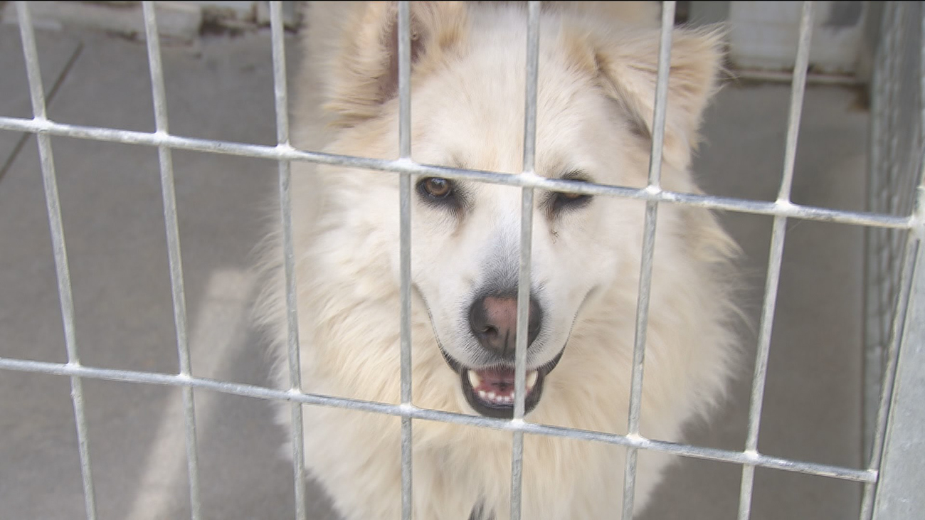 Enfrentados por la custodia de su perro