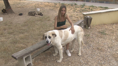 El centro Fenixcan, un hogar de pasos para perros en Guadarrama