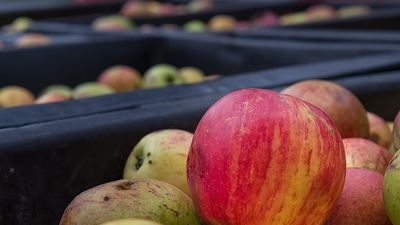 Oportunidad de empleo para recogida de fruta y champiñones en Bélgica