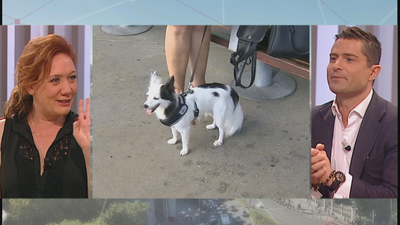 ¿Permitirías a los perros subir a los autobuses de la EMT?