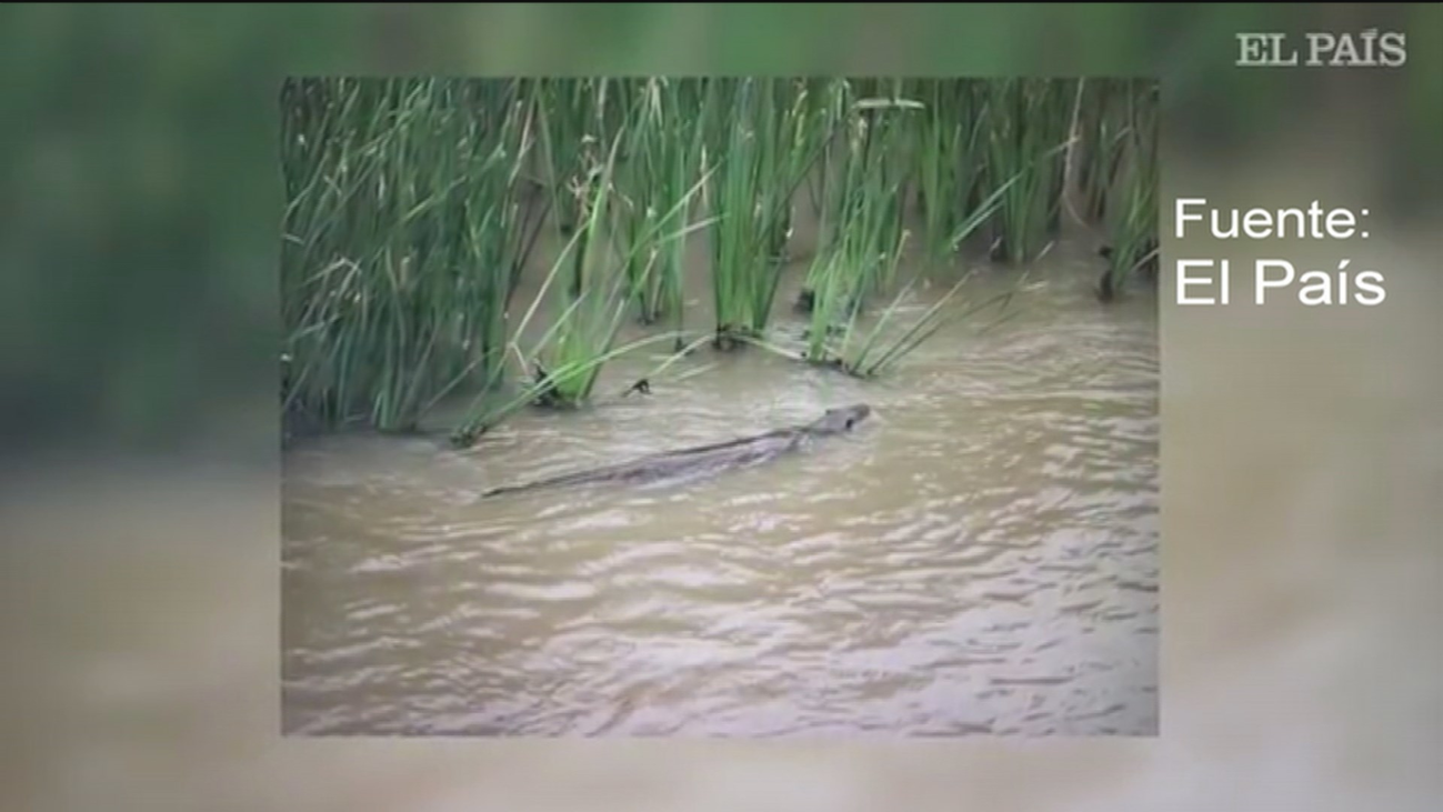 Una nutria regresa al río Manzanares 50 años después