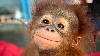 Unos monos con mucha 'chimpatía'