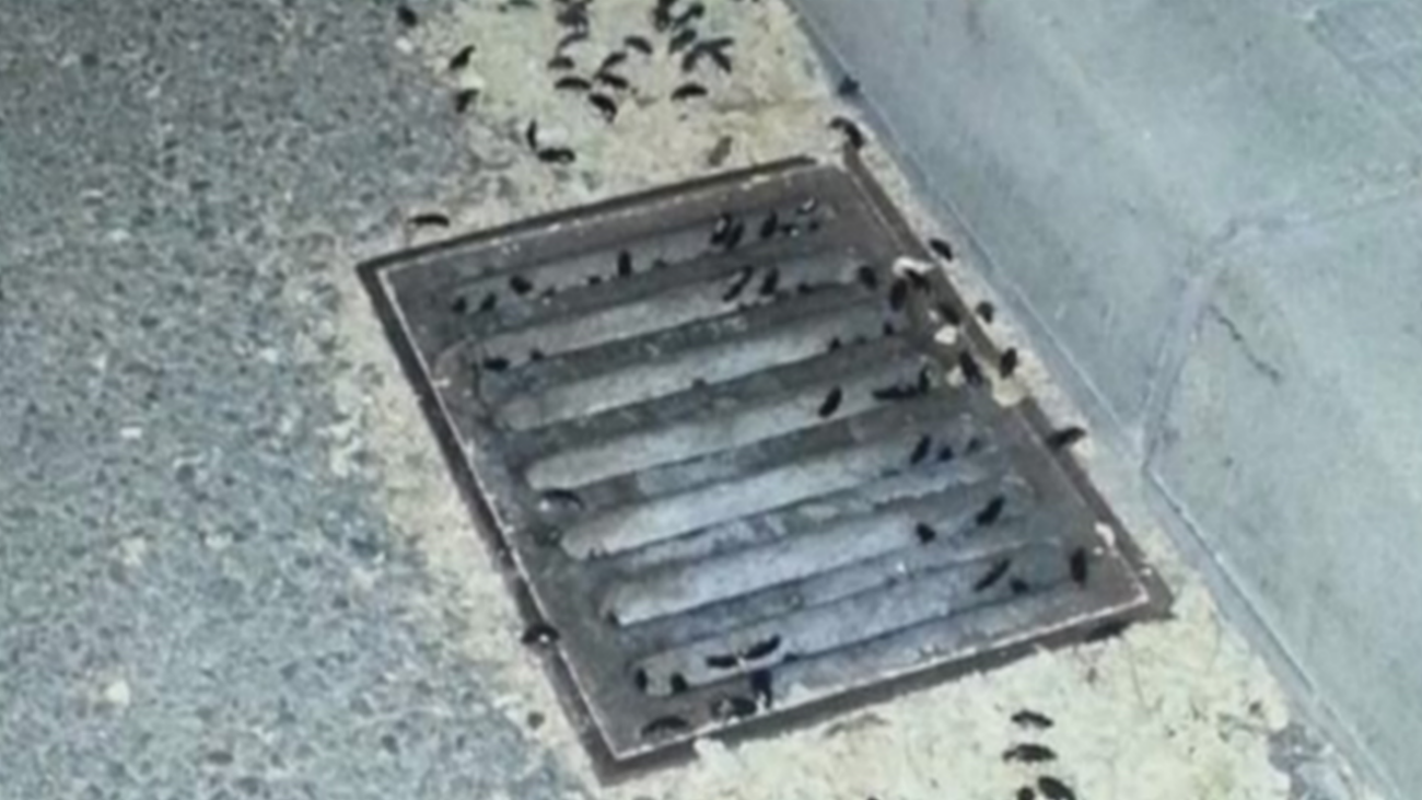 Invasión de cucarachas en Valdemoro