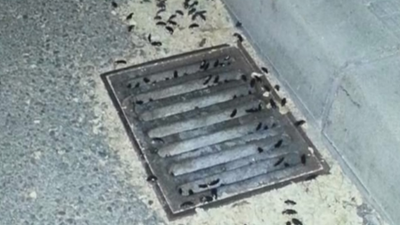 Invasión de cucarachas en Valdemoro