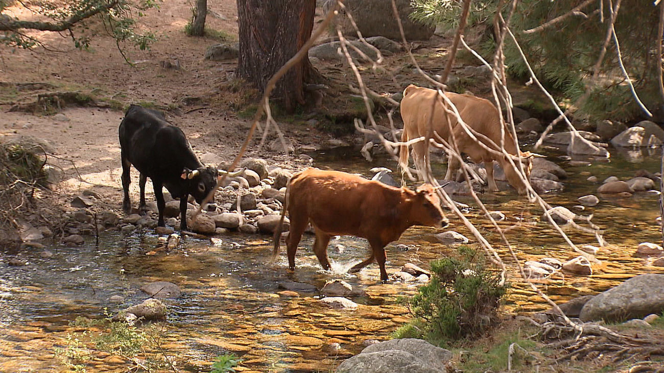 La Sierra de Guadarrama estará en una las ferias de turismo más importante del mundo