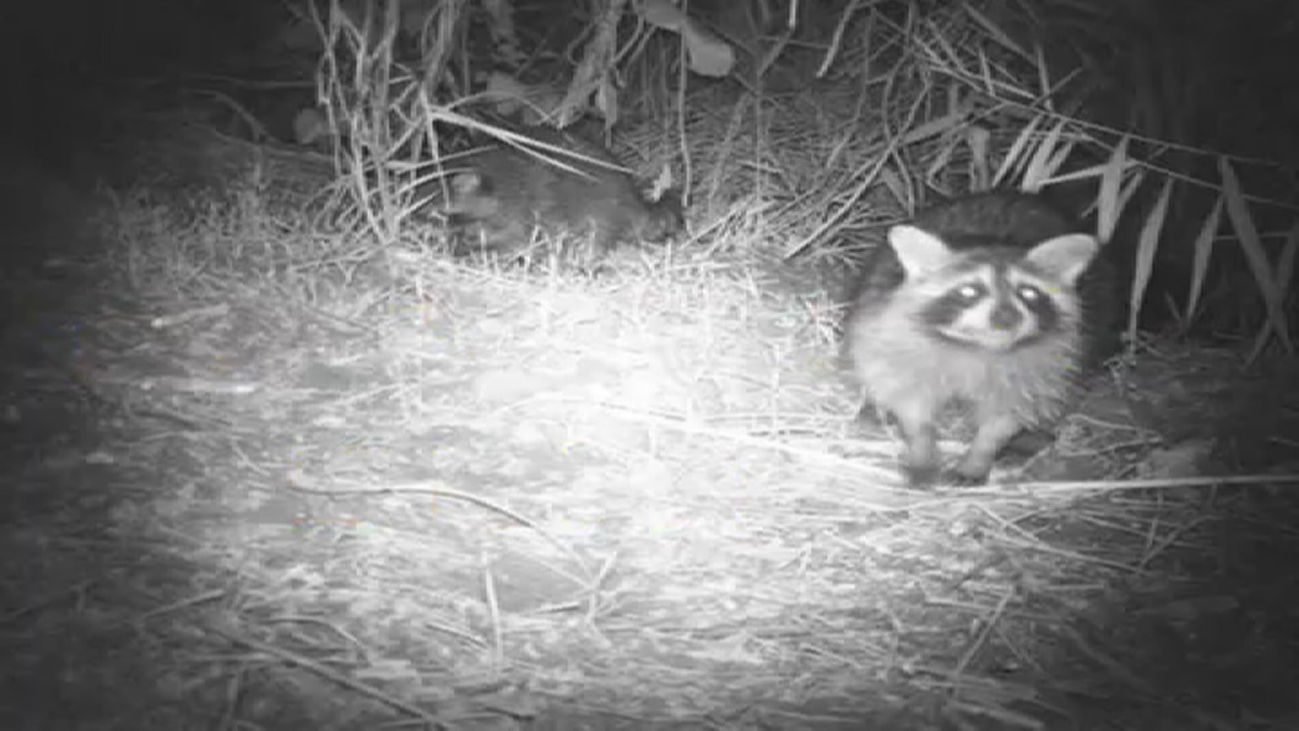 Los mapaches están arruinando a los agricultores del Jarama