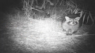 Los mapaches están arruinando a los agricultores del Jarama