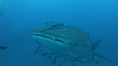 Descubrimos las profundidades de las islas tailandesas