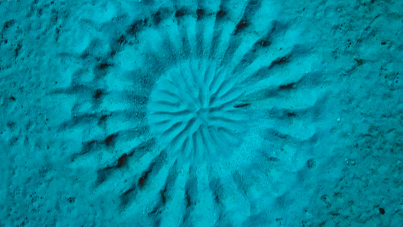 El increíble pez artista