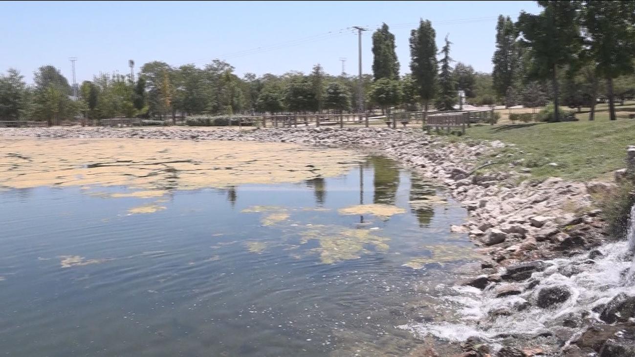 Preocupación por la plaga de algas en Carabanchel