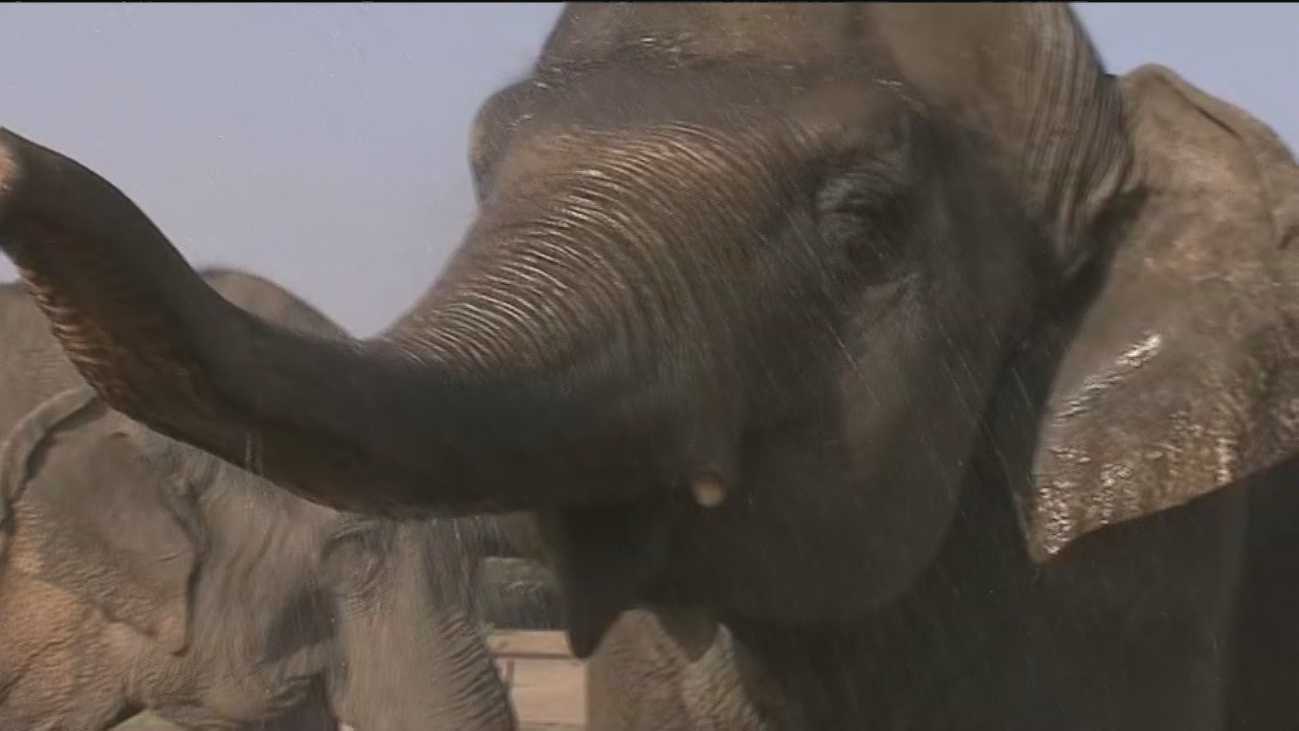 ¿Cómo llevan los animales la ola de calor?