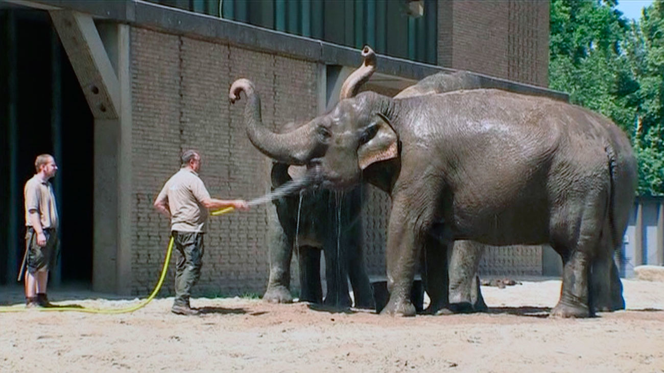 La ola de calor, también en los zoos