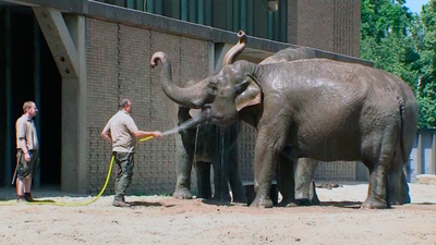La ola de calor, también en los zoos